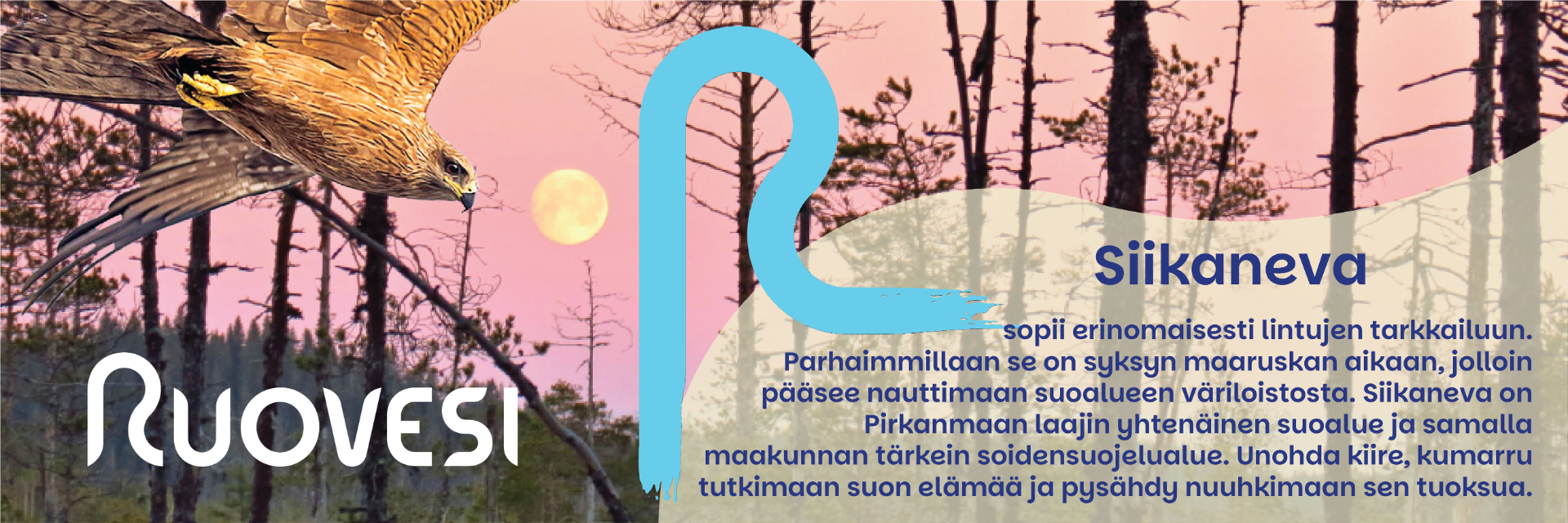 Siikaneva on Pirkanmaan suurin ja yksi Etelä-Suomen arvokkaimmista suoalueista. Alue hurmaa kävijänsä avarilla maisemilla, hiljaisuudella ja monipuolisella luonnolla. Pitkospuut halkovat laajoja aapasoita, rämeitä ja metsäsaarekkeita – täällä pääset todella irti arjesta. Reittivaihtoehtoja on kaksi: Siikanevan kierros (n. 10 km) ja Pikkulatosaaren kierros (n. 2,5 km)